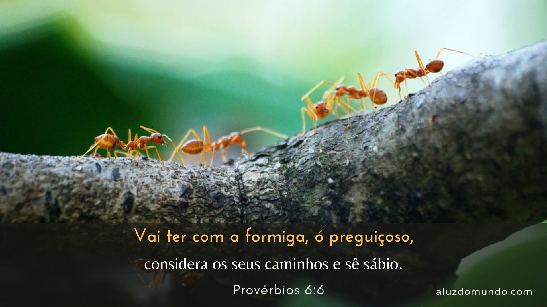 Provérbios 6.6