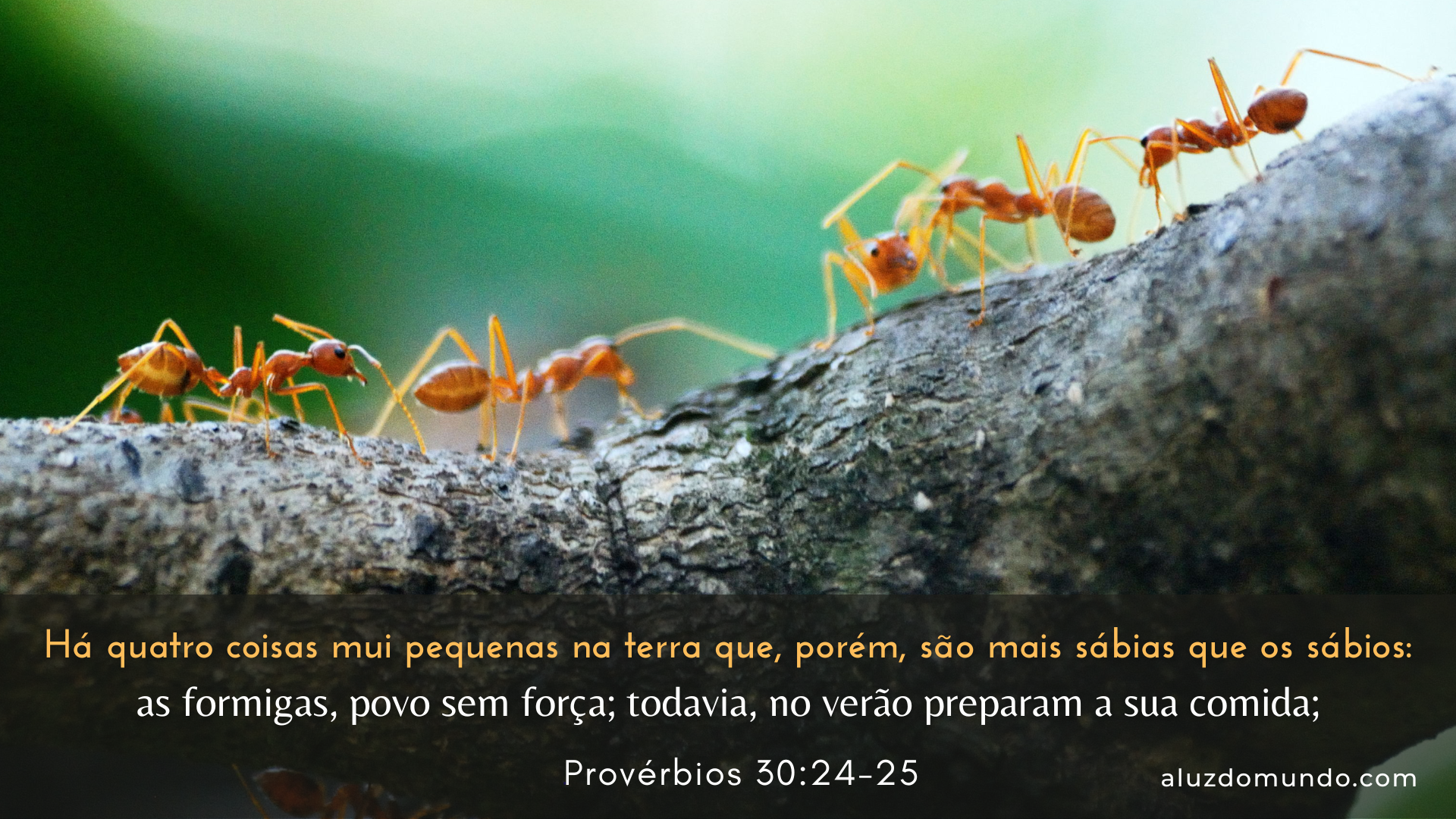 Provérbios 30.24-25